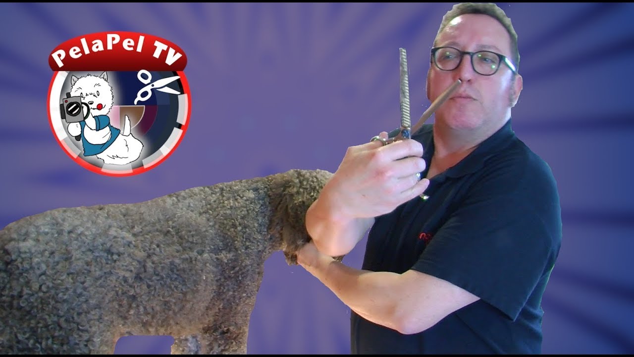 PELUQUERÍA CANINA DEL PERRO DE AGUAS ESPAÑOL (PDAE )CON MARC FOX