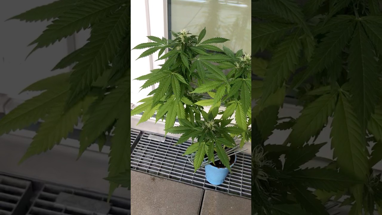 Der eine Becher 🫡#music #2pac #plants #shorts #youtubeshorts