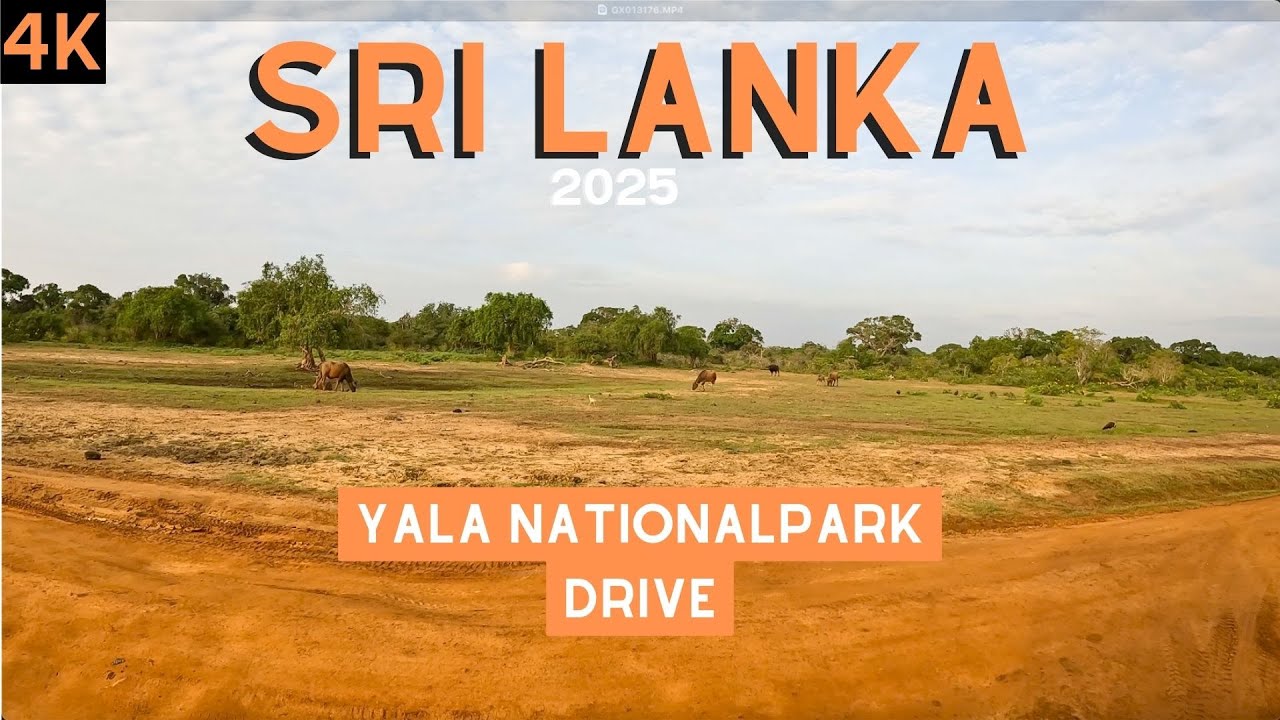 Yala Nationalpark | Sri Lanka | drive thru | 4k