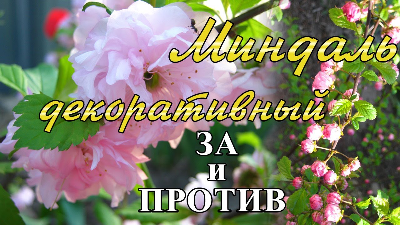 Миндаль трехлопастный, декоративный миндаль, луизеания. Все о растении. Монилиоз плодовых деревьев.