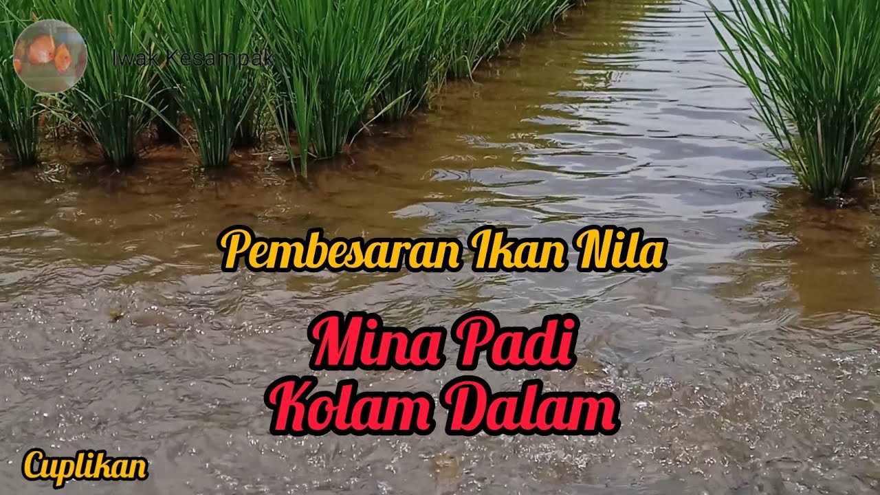 Mina Padi Kolam Dalam Untuk Pembesaran Ikan Nila: Proses Budidaya dari Persiapan Lahan hingga Panen