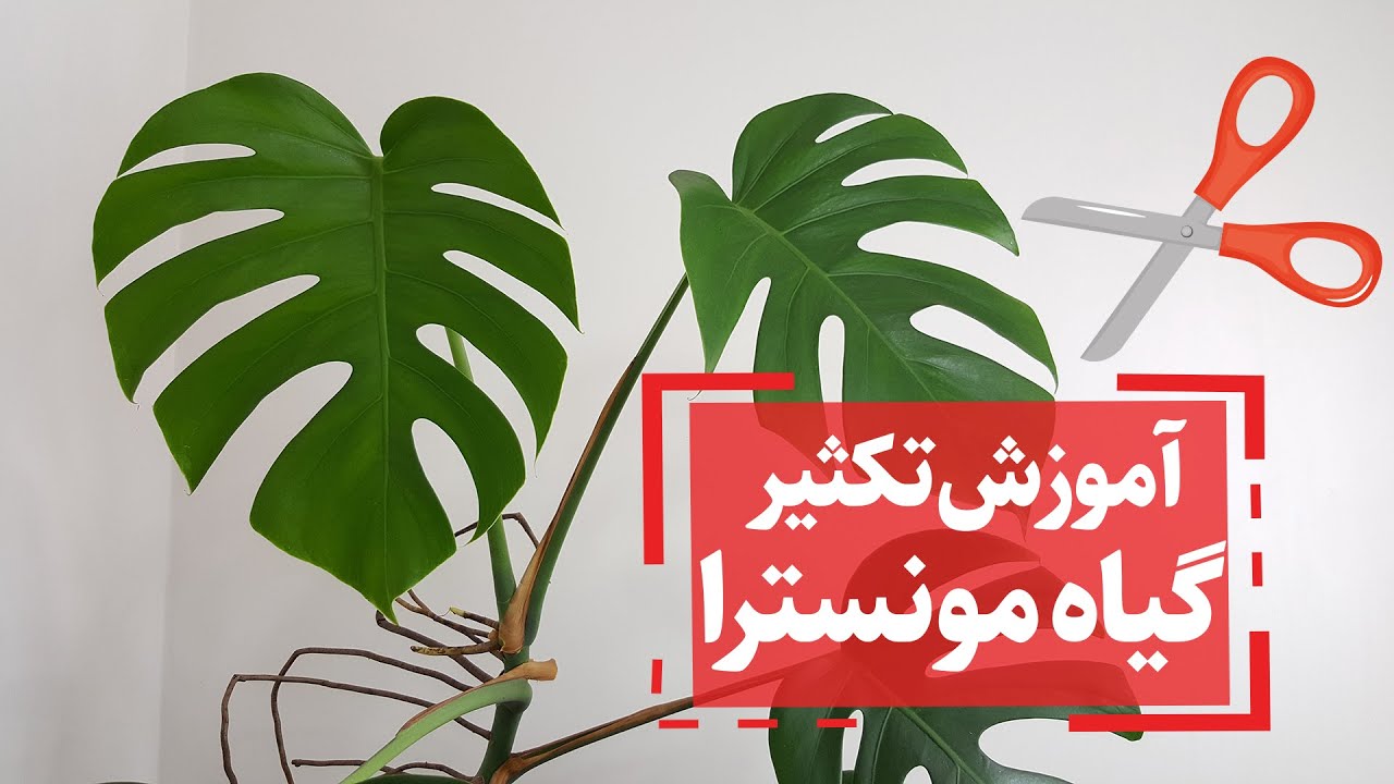 گیاهان آپارتمانی:آموزش تکثیر گیاه مونسترا یا برگ انجیری در 5 بستر کشت متفاوت
