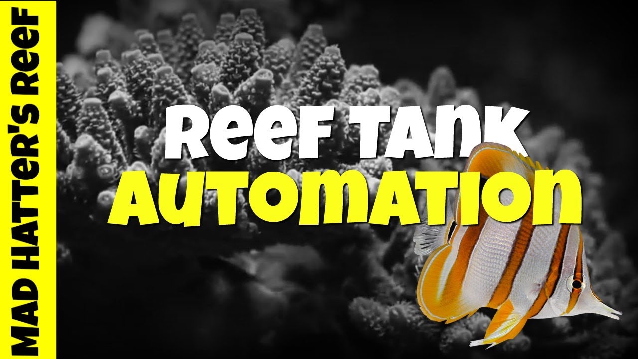 Top 5 Must Have Items for Reef Tank Automation