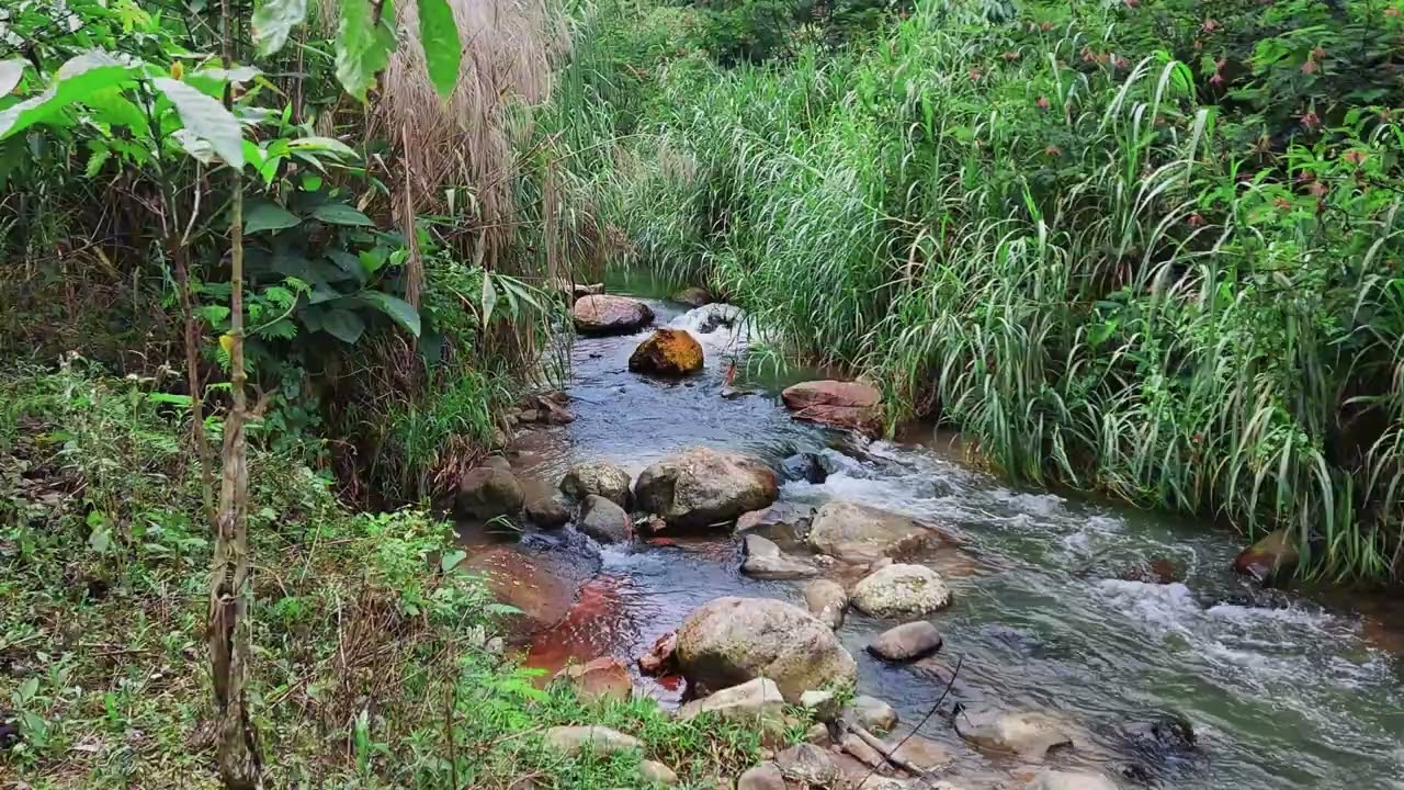 Breathe With The Calm Tropical Stream For Balanced Focus And Peace