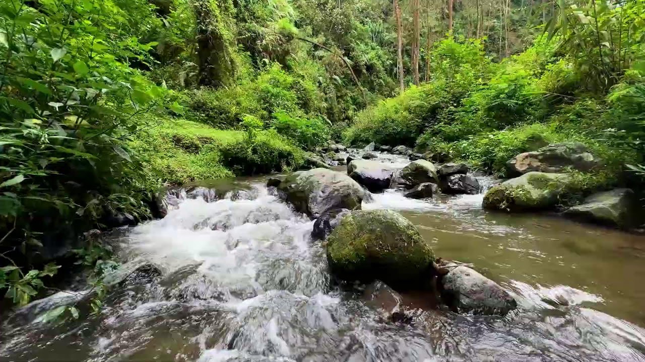 Relax into comfort with slow forest river flow to help your racing thoughts slow down