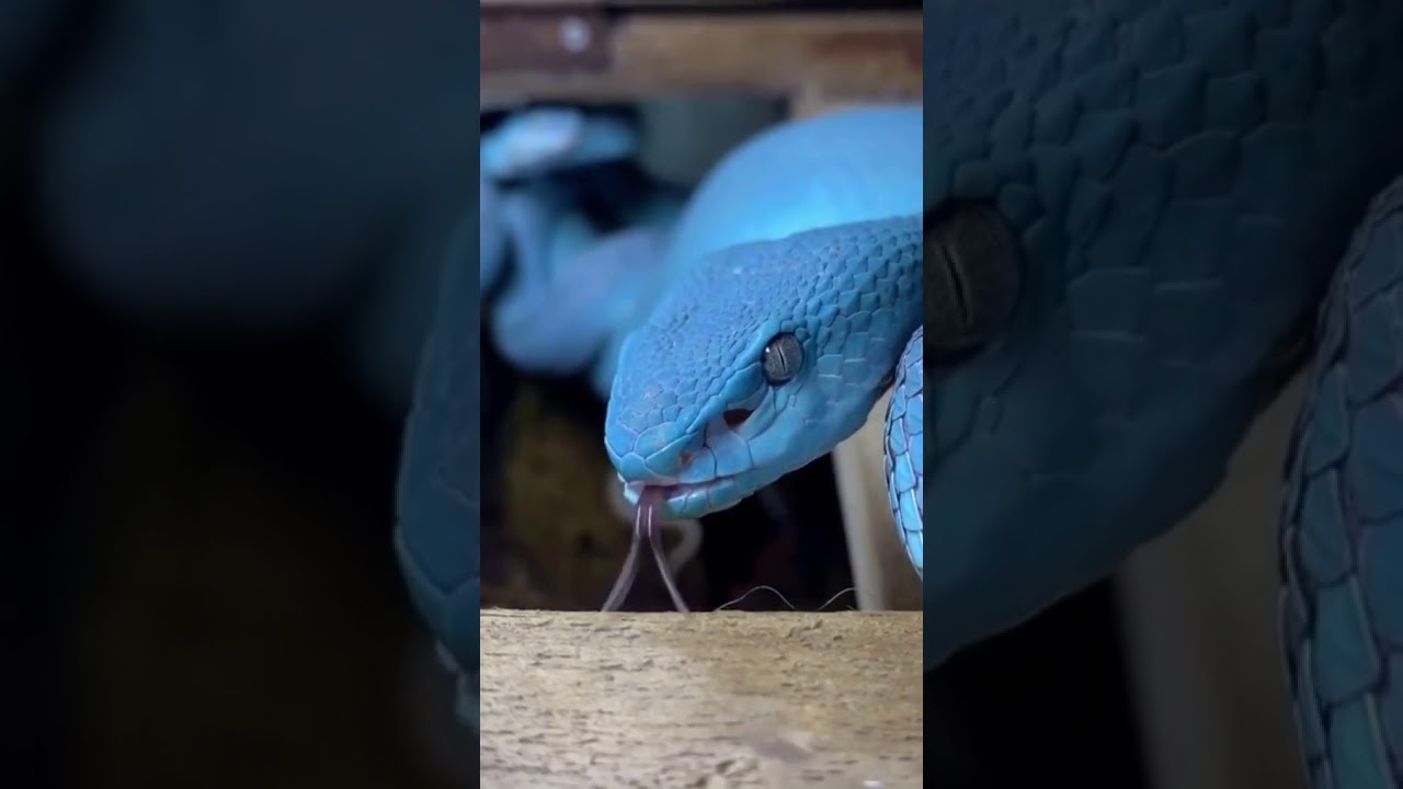 White-lipped island /pit viper/ 💙🤩⁣ #⁣Trimeresurus insularis⁣#Hard to believe this is real.#snake#