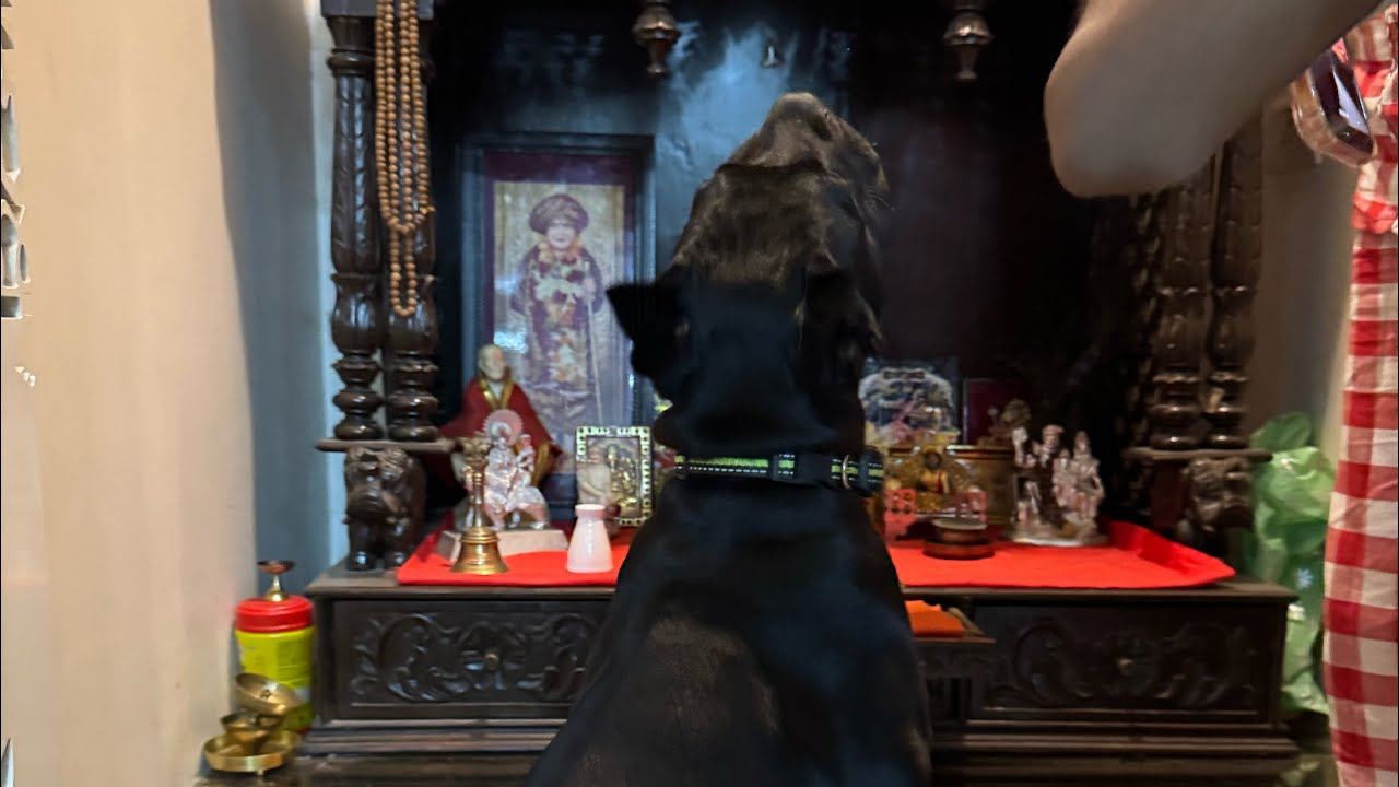 Some Home Obedience with My Cane Corso Puppy 🐾| Discipline Starts at Home #puppy #puppytraining 