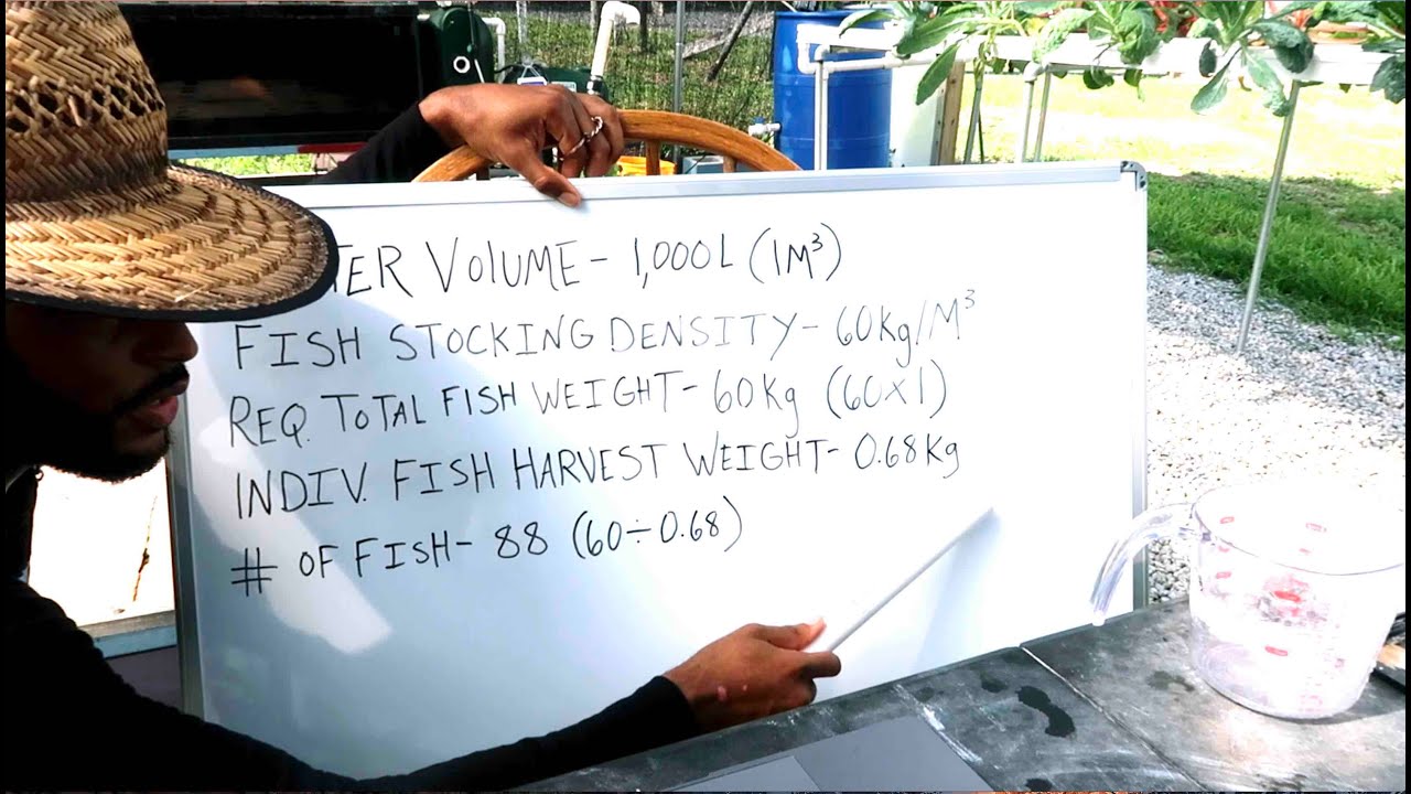 HOW MANY FISH IN 1000 L (264 GAL) TANK | AQUAPONICS