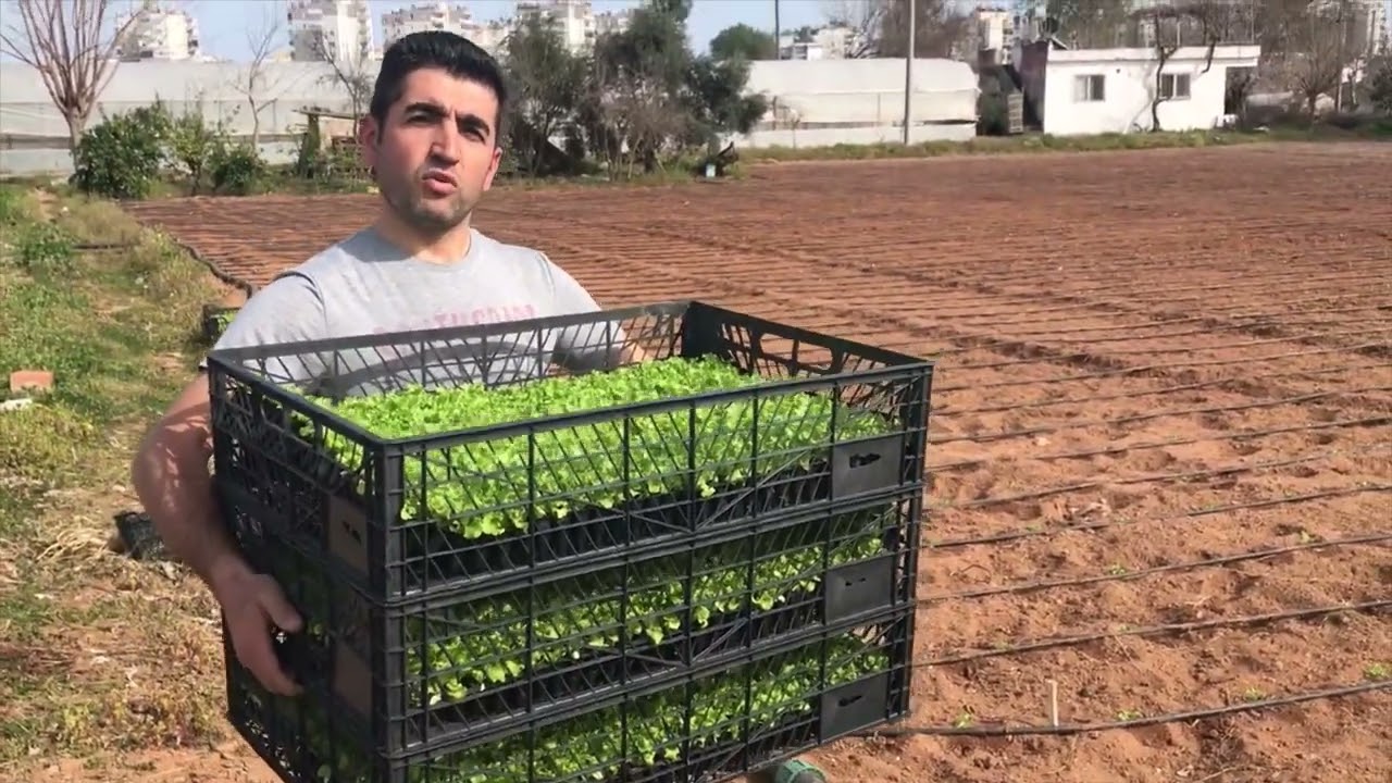 Выращивание салата/Посадка рассады салата
