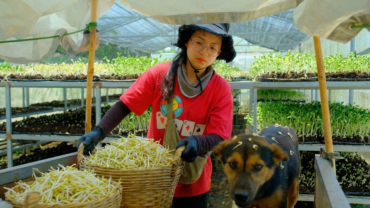 Grow And Harvest A Cart Of Bean Sprouts To Sell – Cook Stir-Fried Bean Sprouts With Tofu And Clam