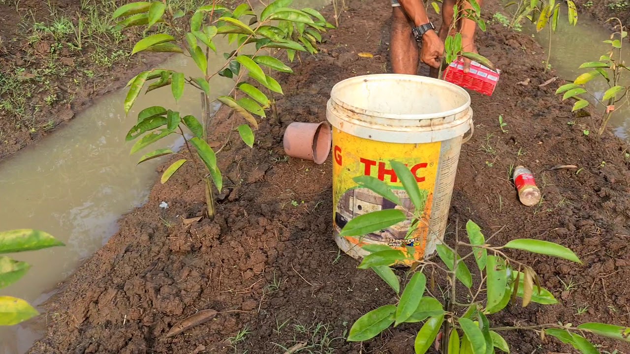 Cara mengatasi pohon yang rontok daun.