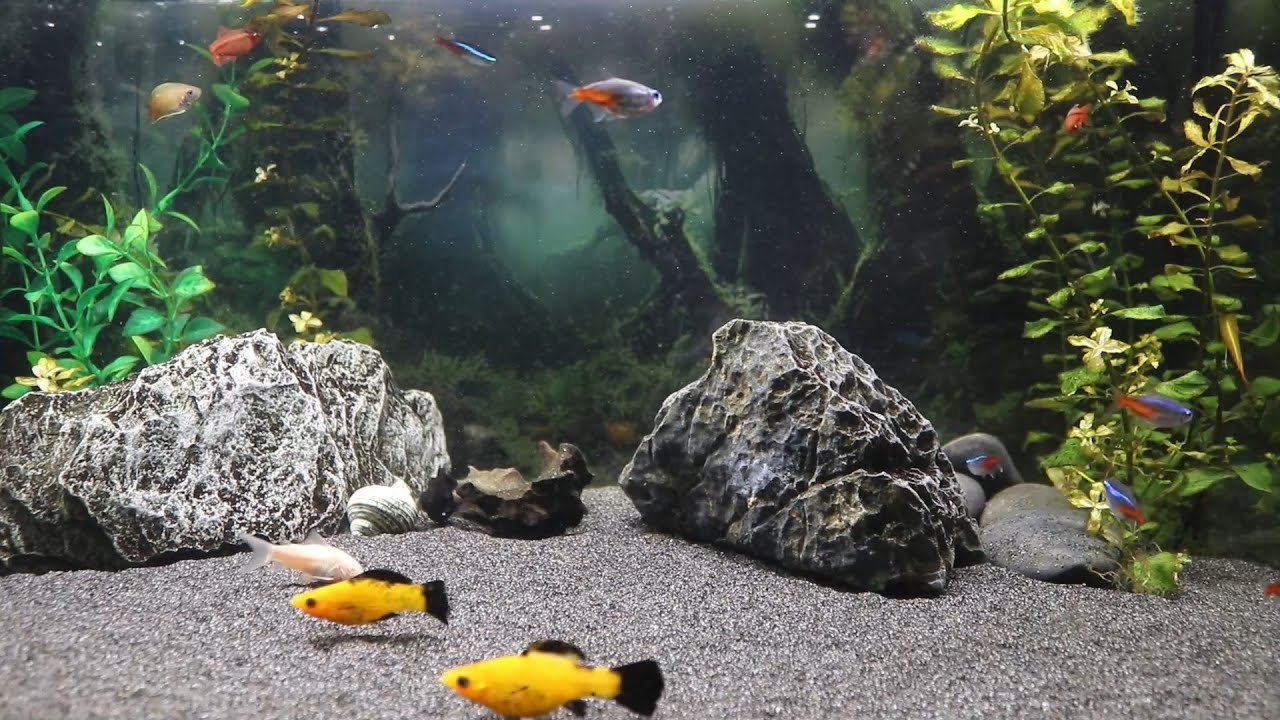Aquarium Live Stream | Real Fish Life & Water Ambience
