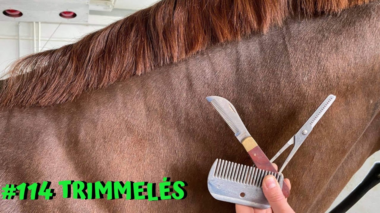 SörényTRIMMELÉS