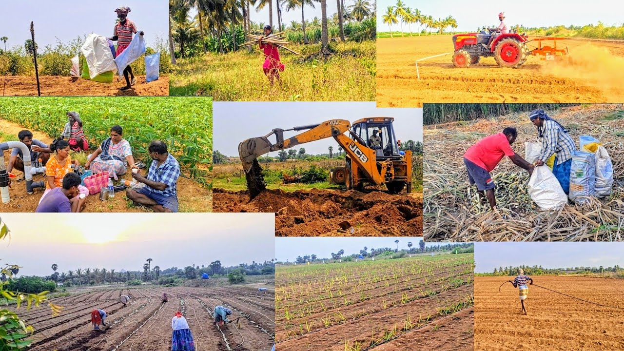 வேலைன்னு 👨‍🌾வந்துட்டா நாங்க எல்லாம் விவசாயிடா 💚 ஆனா என்ன கொஞ்ச ஓவர் வேலை😥#pannaithottam