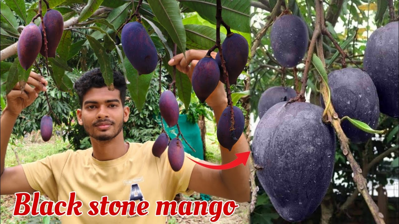 Black stone mango plant | Black stone mango fruit