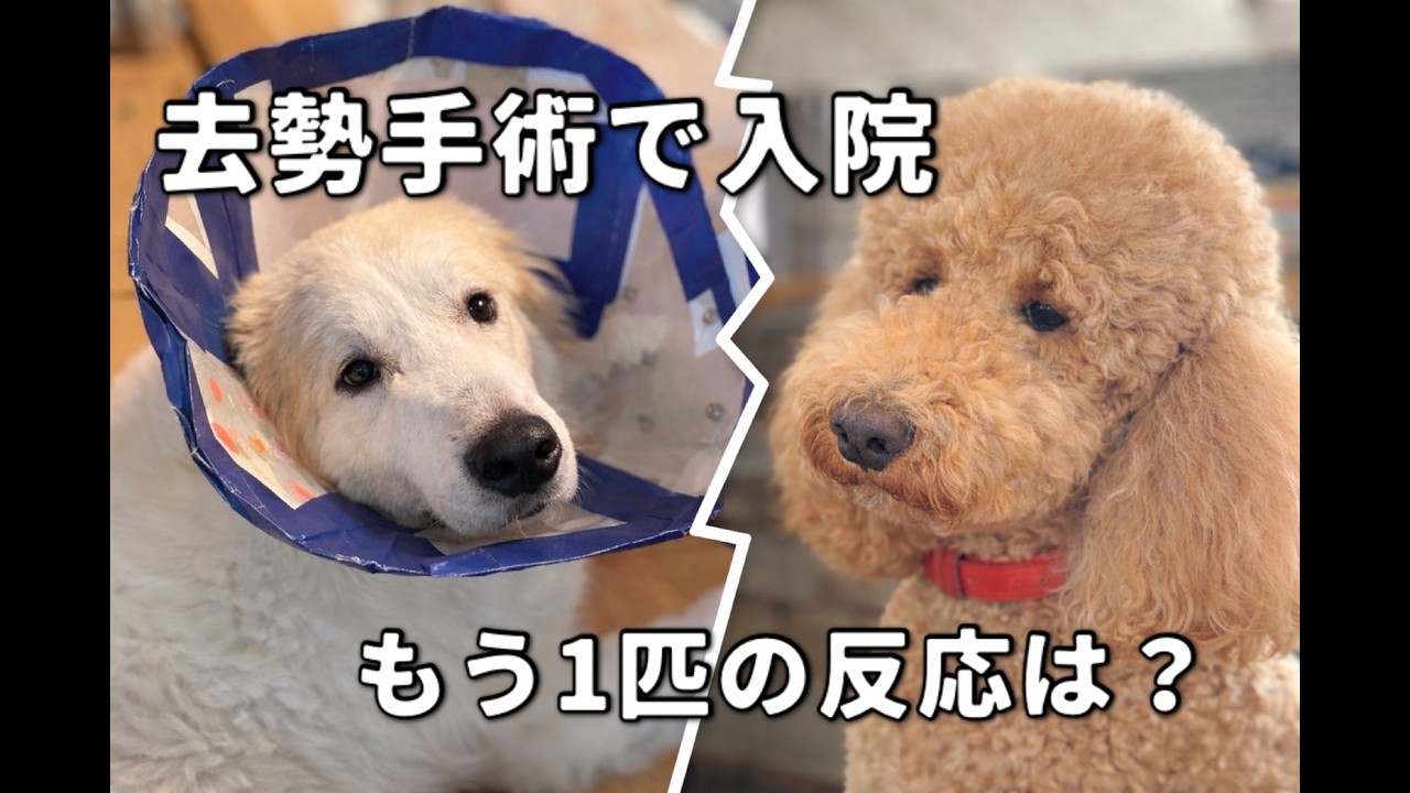 去勢手術で入院！家に残されたもう１匹の大型犬の反応とは？