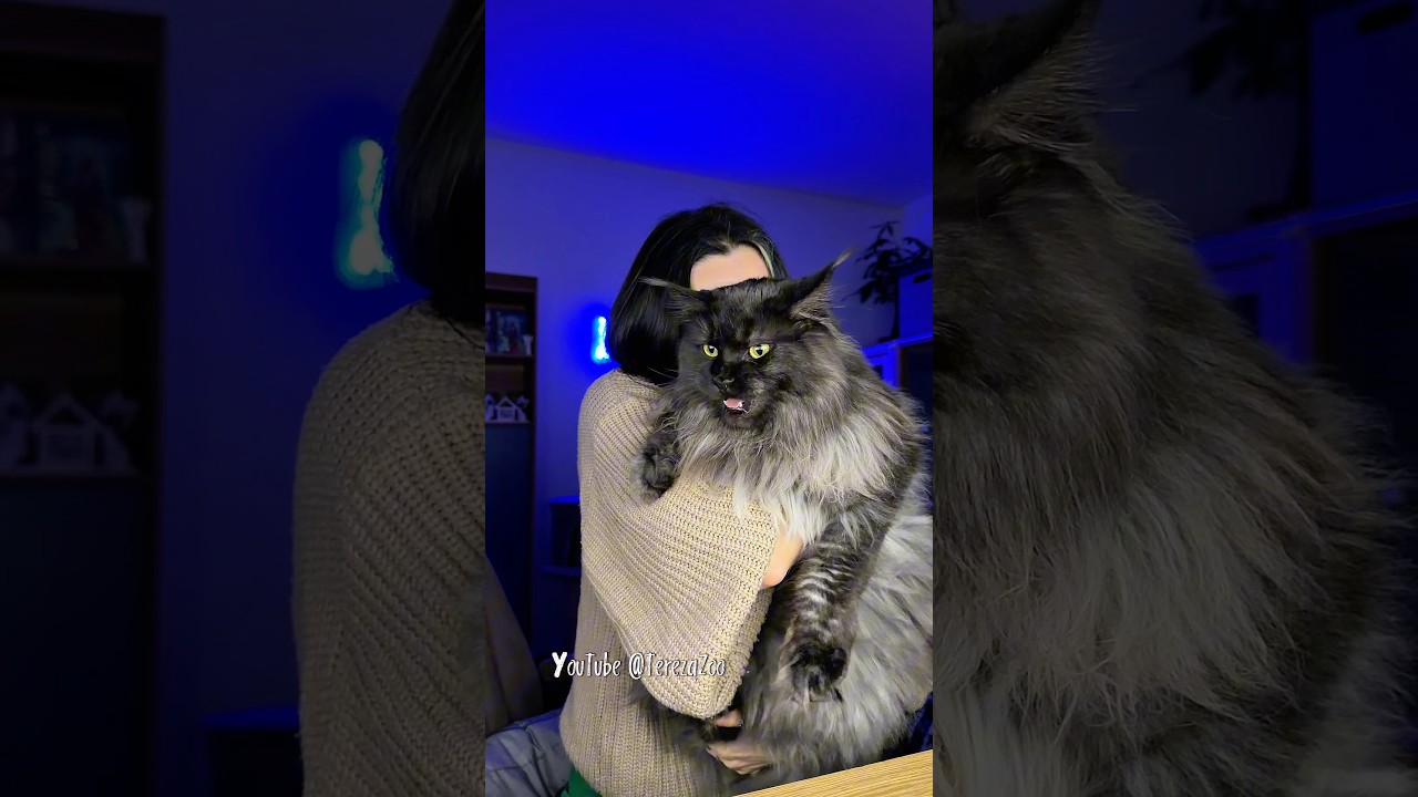Kočka je jeden z nejčistotnějších savců, v její srsti najdu vůni domova 🫶