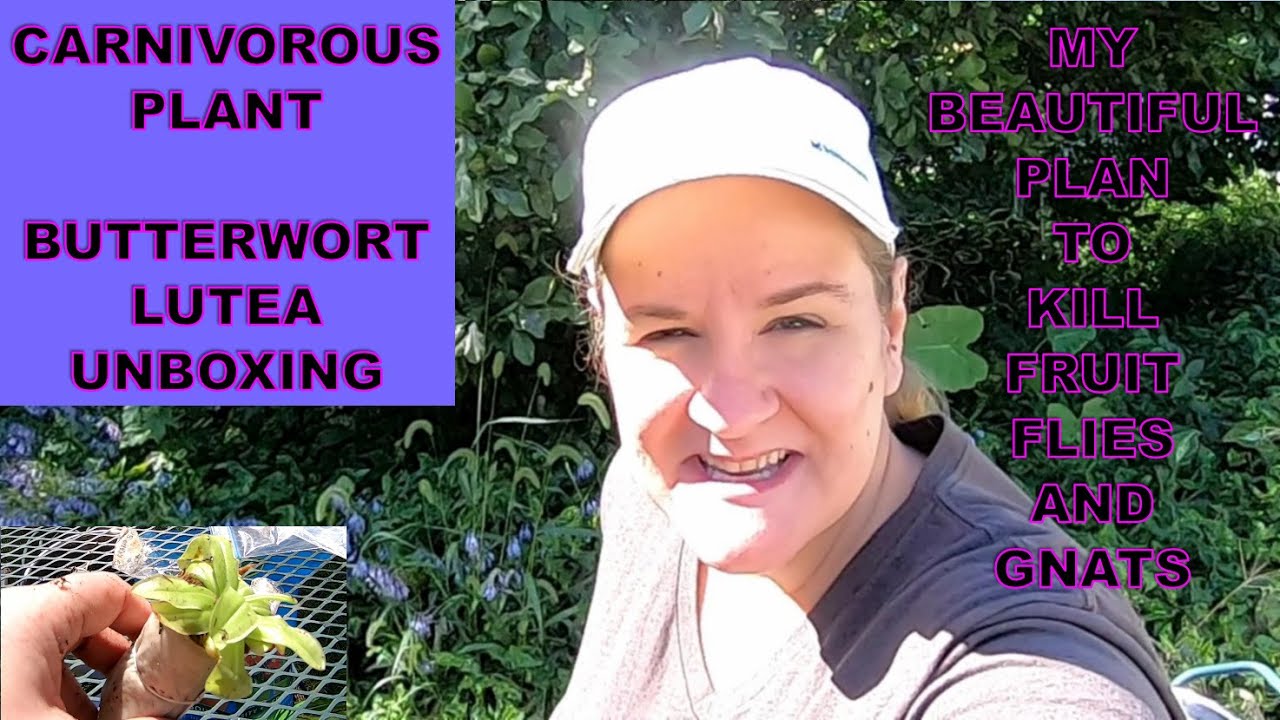 Carnivorous Plant Butterwort Unboxing- Eats Fruit Flies Beautifully