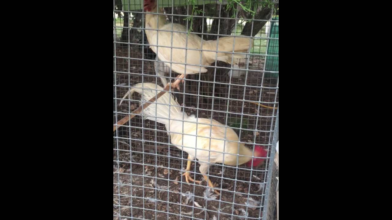 White Murphy Whitehackles