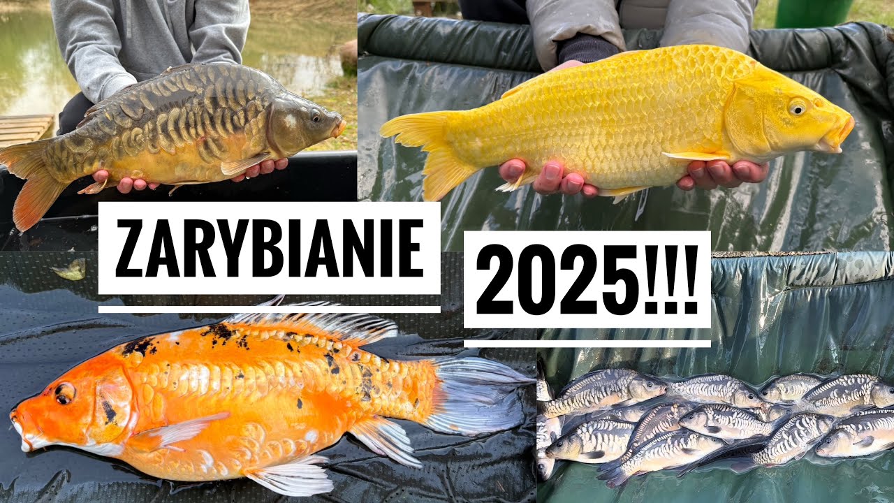 WYJĄTKOWE ZARYBIANIE MOJEGO STAWU 2025!!! - karp koi, karp sazan, amur albinos, boleń, wzdręga