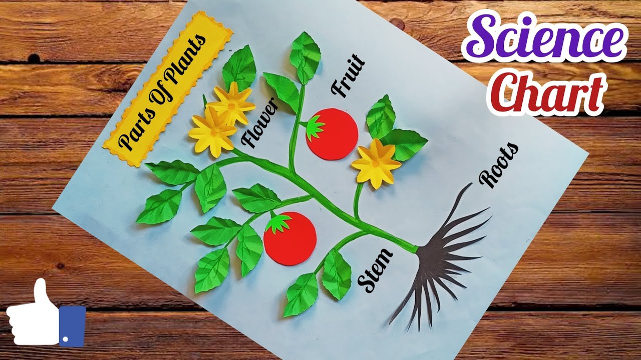 Parts Of Plants Science Project/ Parts Of Plant Science TLM/ Science Chart/ Science Project Easy