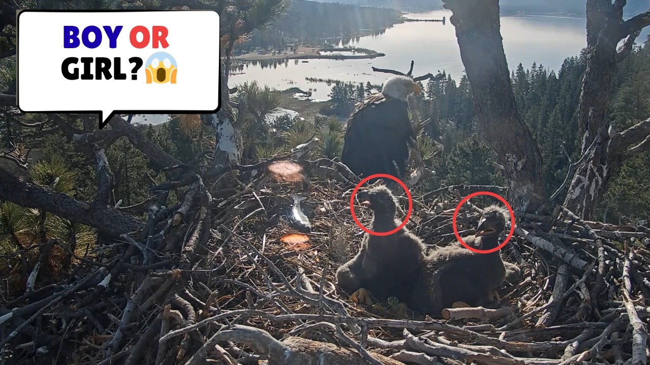 Can You Tell?! 👀 Male or Female Eaglets
