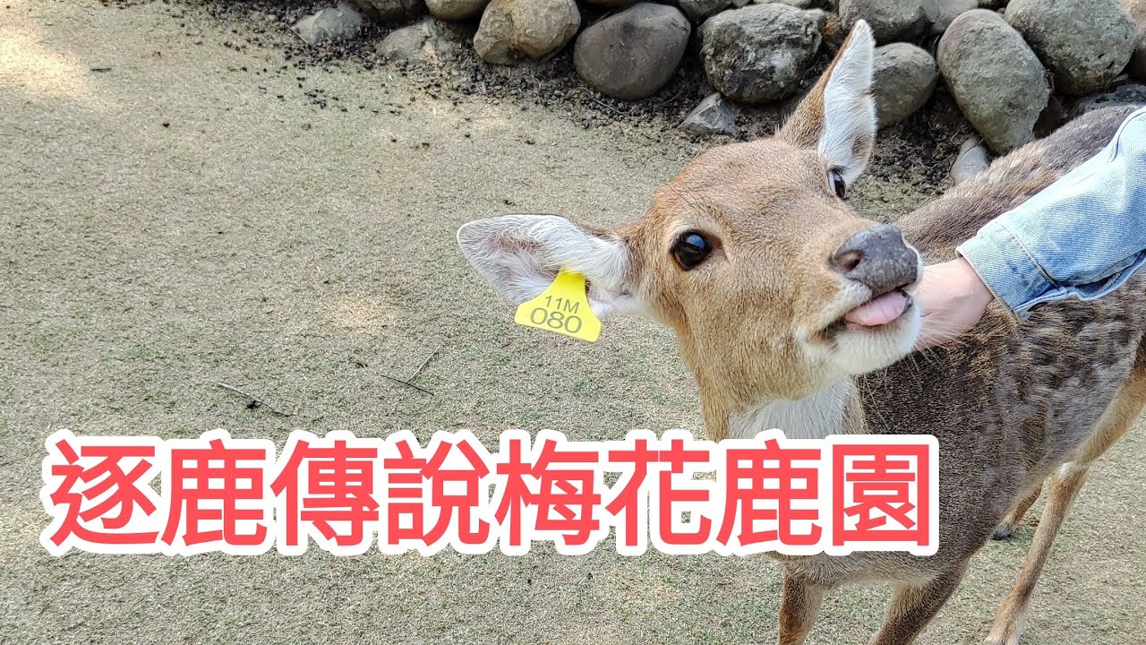四處走走 | 逐鹿傳說梅花鹿園 | 嘉義