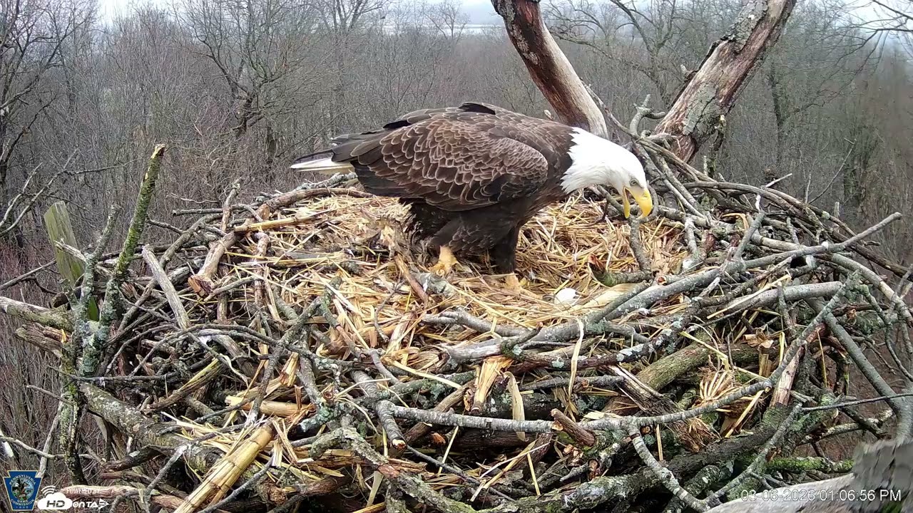 Hanover Eagles Live Cam   HDOnTap — Mozilla Firefox 2026 03 06 13 07 42