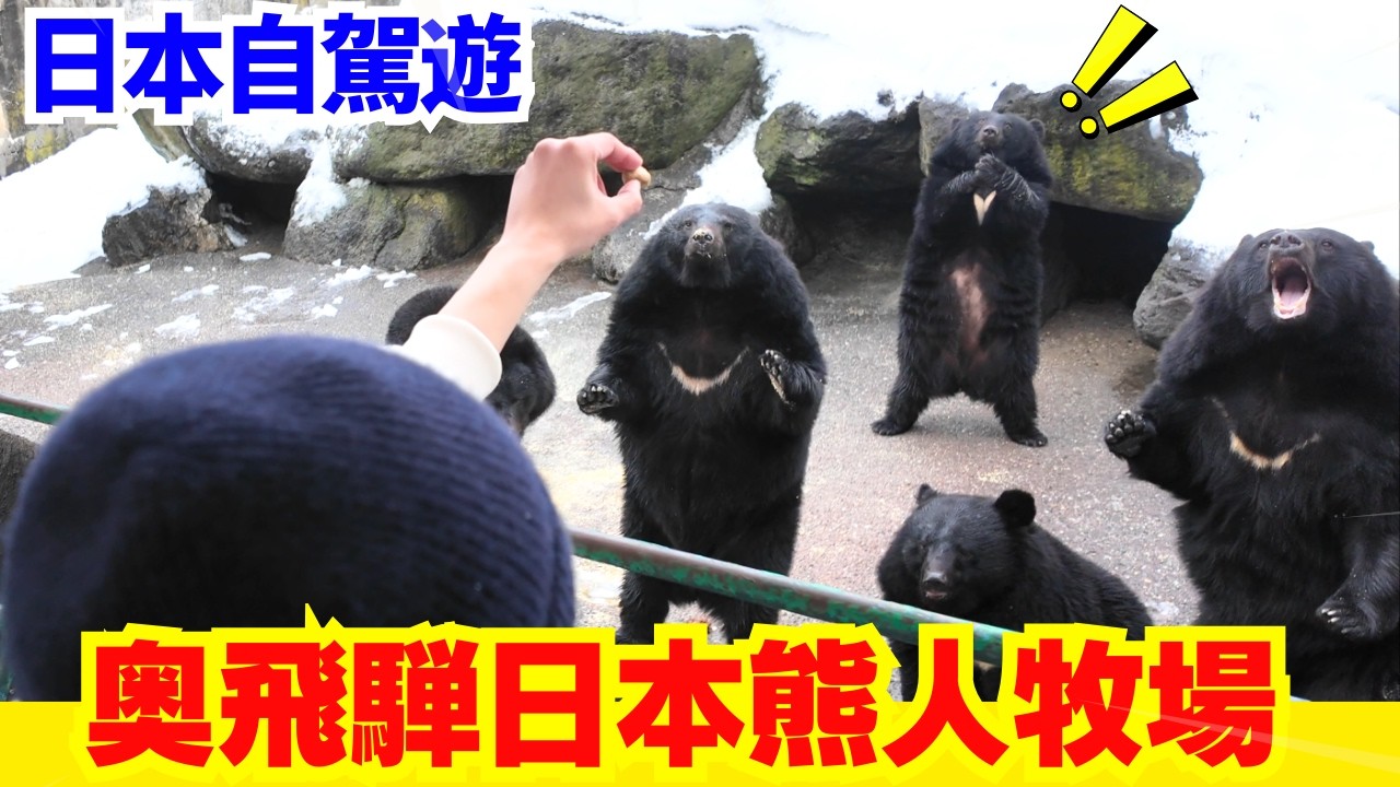 【日本熊出沒🚨】近距離見到熊人! 日本奥飛騨熊牧場 #熊 #日本熊 #熊出沒 #熊危機 #日本自駕遊 #旅遊 #廣東話 #粵語  #日本自由行 #在日港人