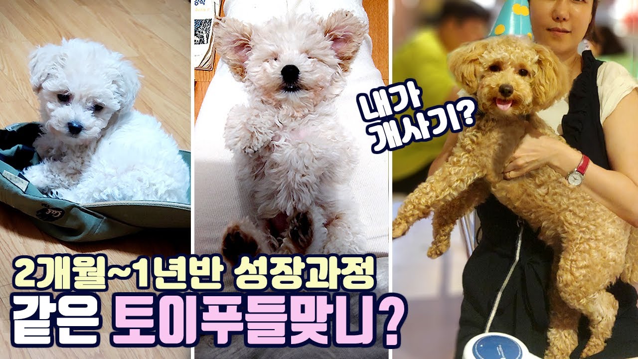 [토이크림푸들성장과정]분양사기!?색도변하고대박커졌어요!사기방지꿀팁!(Big over Toy Poodle)