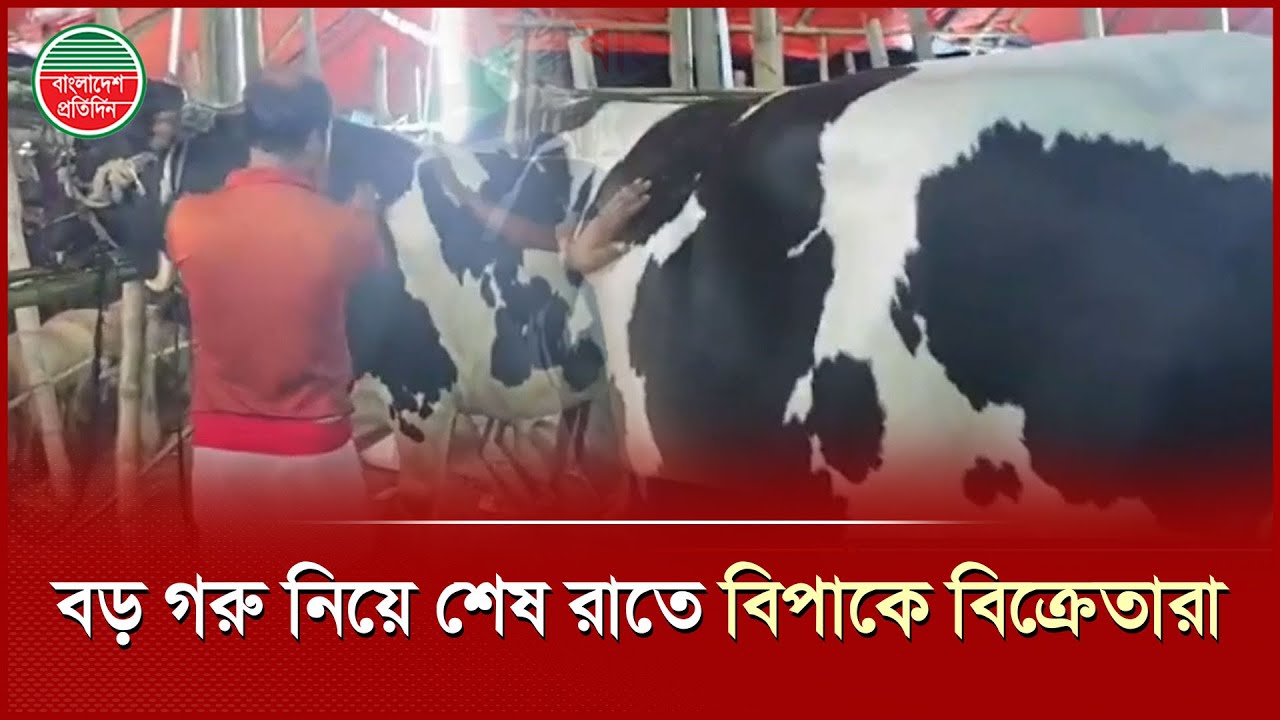 বড় গরু নিয়ে শেষ রাতে বিপাকে বিক্রেতারা | Qurbanir Haat | Sellers in Trouble | Bangladesh Pratidin