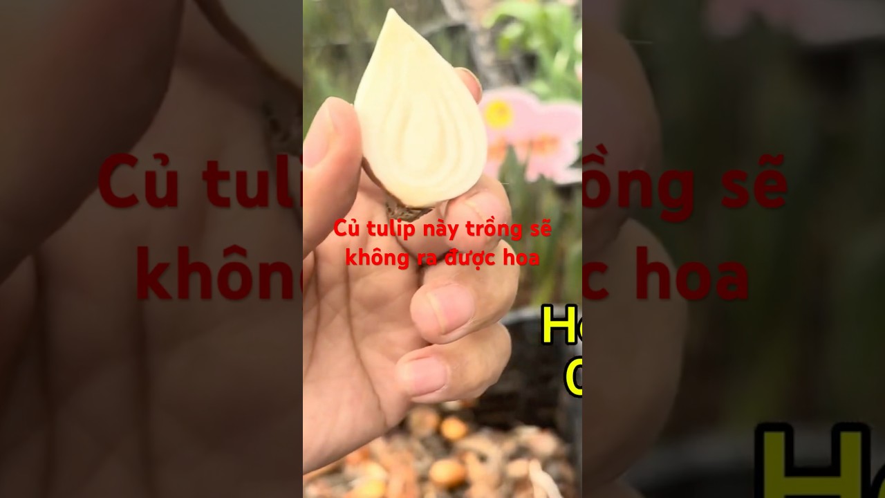 Củ tulip n&agrave;y trồng sẽ kh&ocirc;ng ra được hoa #tulip #cugionghoatulip #flowers #farming