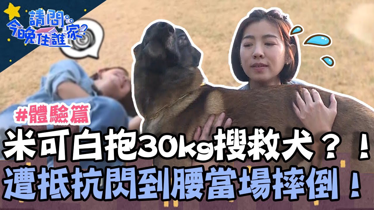 打工團化身訓犬員！米可白挑戰公主抱30kg搜救犬 遭強烈抵抗閃到腰當場摔倒！【請問 今晚住誰家】體驗篇 20230404 EP724 Part2 竇智孔 黃鐙輝