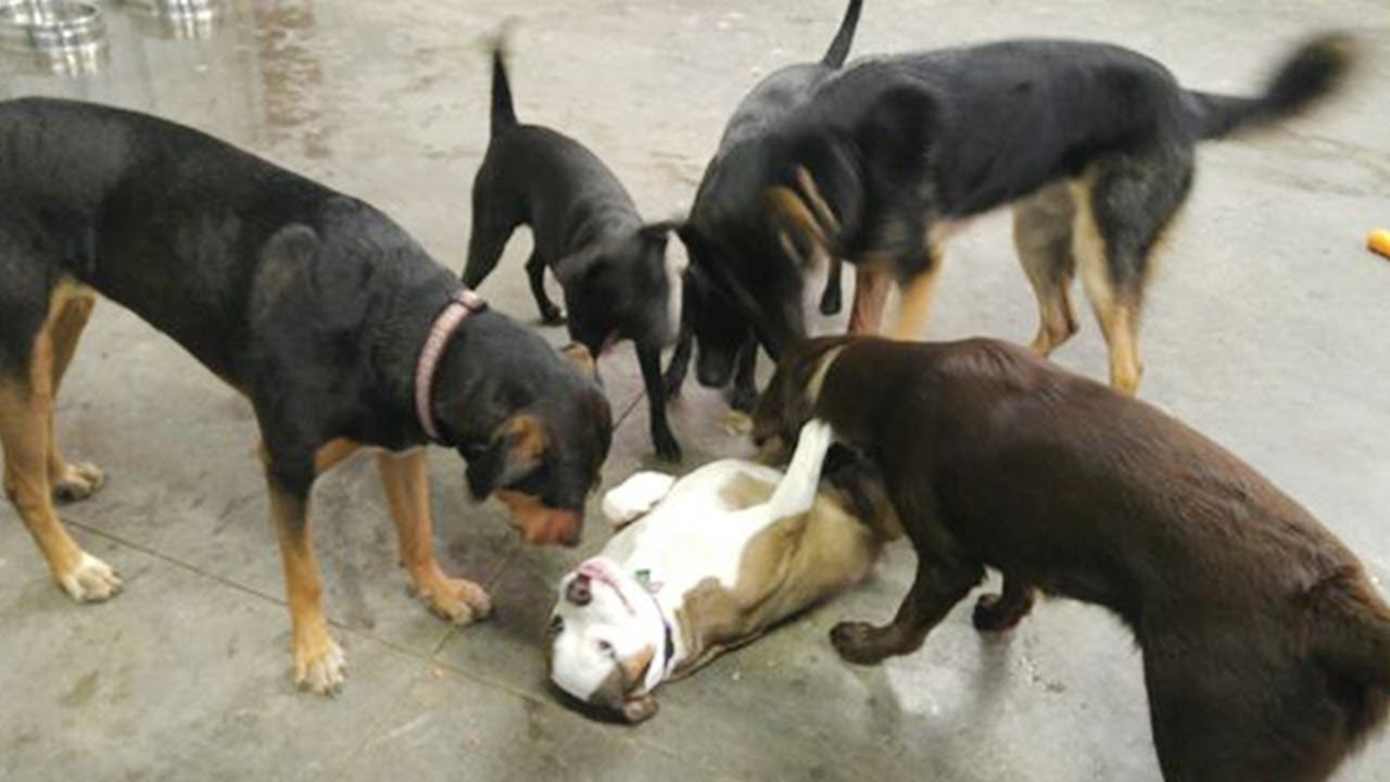 When your Dog is the EXTROVERT