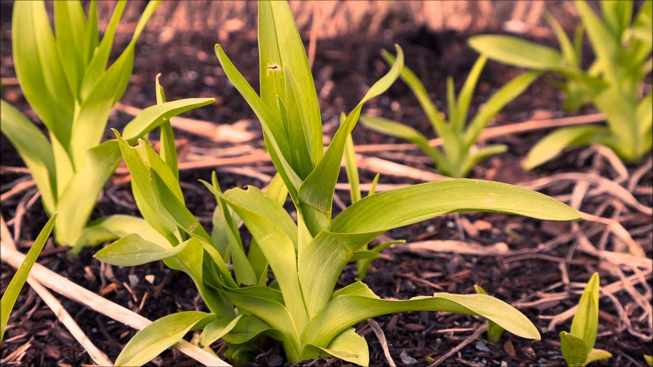5D Mark III - Raw Video Sample