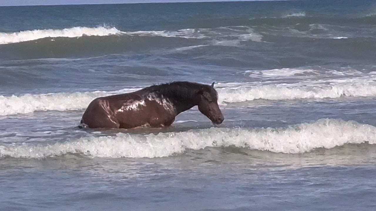 Stallions fighting Carova Beach Corolla NC May 6 2020