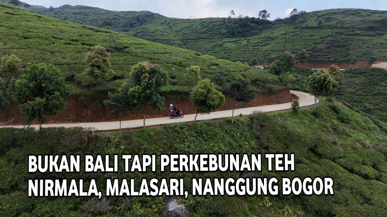 BUKAN BALI TAPI INI PERKEBUNAN TEH NIRMALA MALASARI, NANGGUNG BOGOR BARAT
