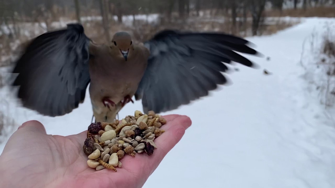Hand-feeding Birds in Slow Mo - Mourning Dove