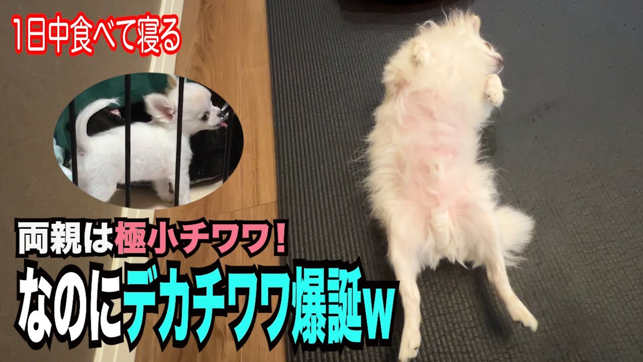 【極小チワワの予定がデカチワワ成長しましたw四六時中食べて寝る５歳のチワワ】