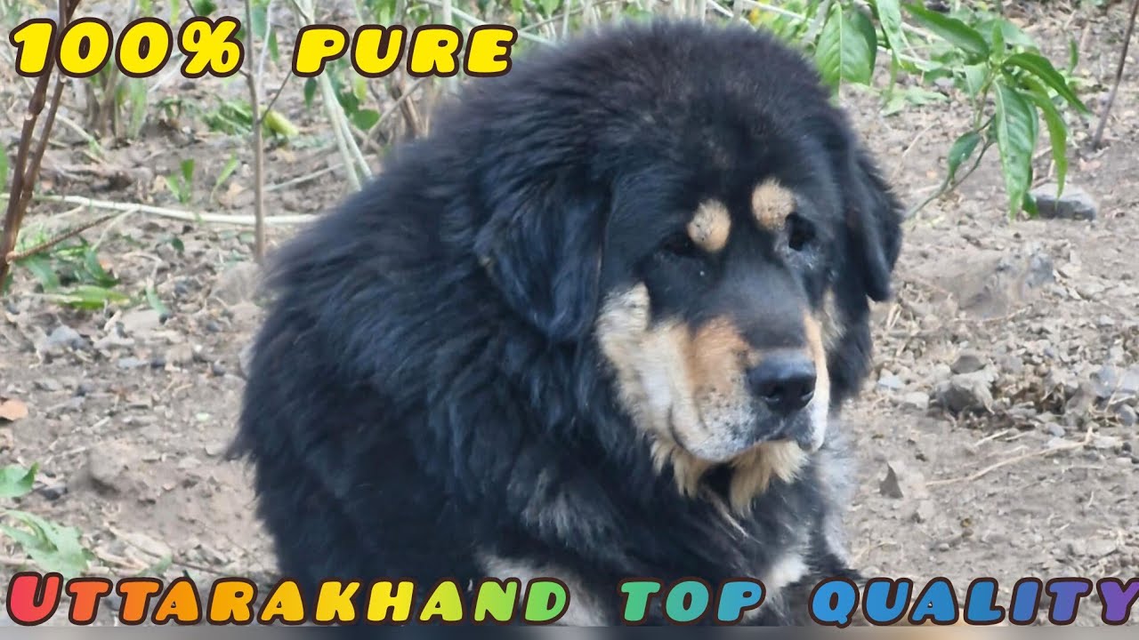 आज भी मिलते है ऐसे क्वालिटी के भोटिआ डॉग 👍  Harshil valley top quality bhotia dog 