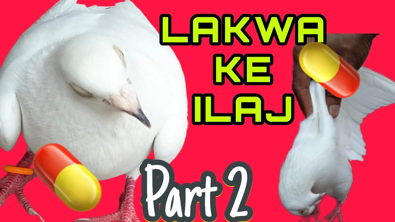 How To Cure Pigeon Paralysis || Lakwe Ka Elaj || Medicine For Pigeon Neck Twisting
