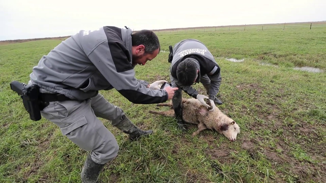 Le loup aperçu en Charente-Maritime a-t-il attaqué des brebis ?