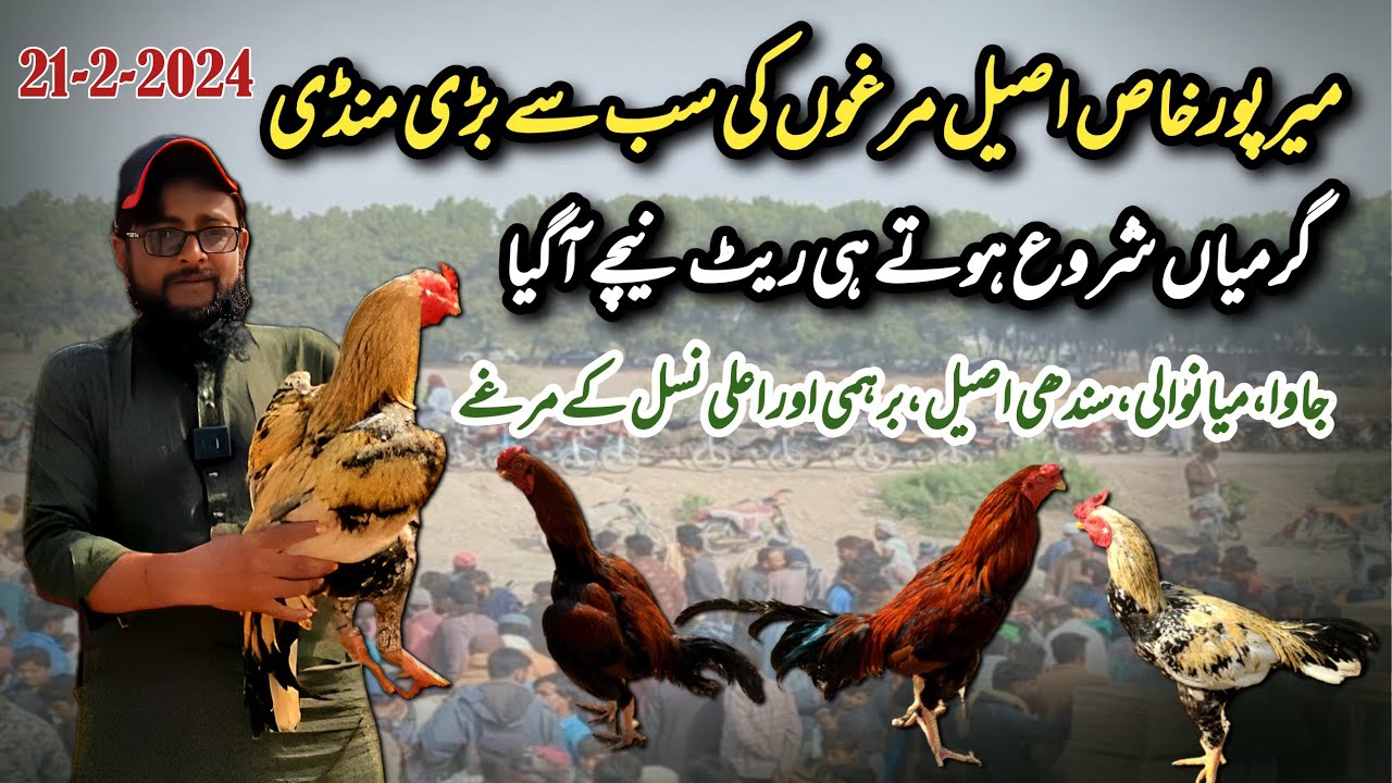 Aseel Murgh Mandi | Mirpurkhas Aseel Mandi 2024 | اصیل مرغ منڈی