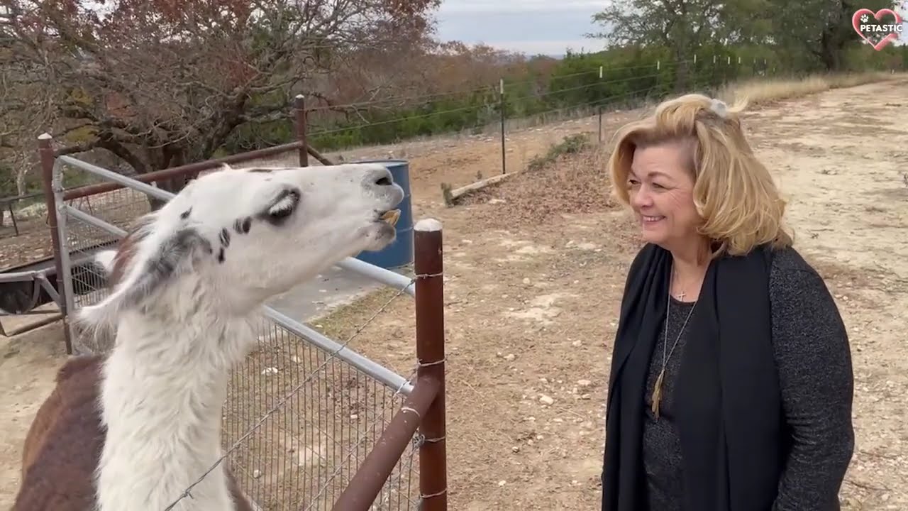 Funny Animals Attacking Moments In Zoo - Best on the Internet || PETASTIC 🐾