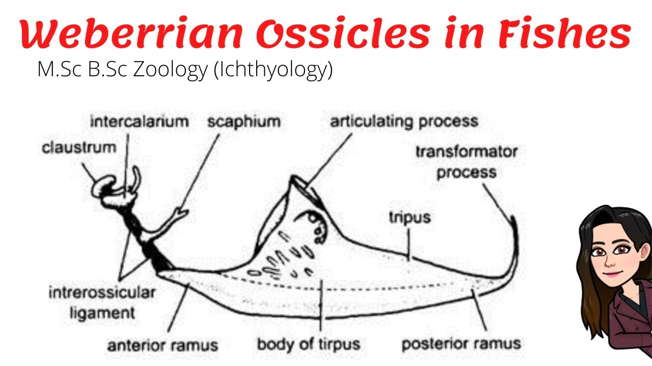 Weberrian Ossicles/Apparatus in Fishes Notes|M.Sc B.Sc FisheriesIchthyology|Air bladder/swim bladder