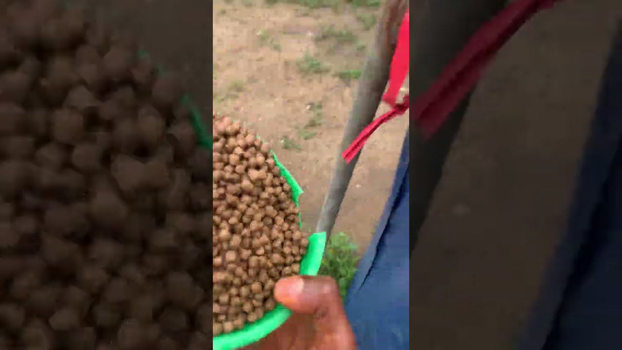 How to feed your table size fish