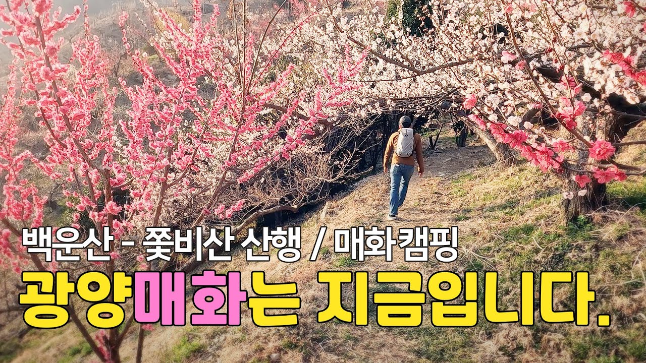 광양매화마을 개화, 지금이 좋습니다 - 백운산 쫓비산 산행
