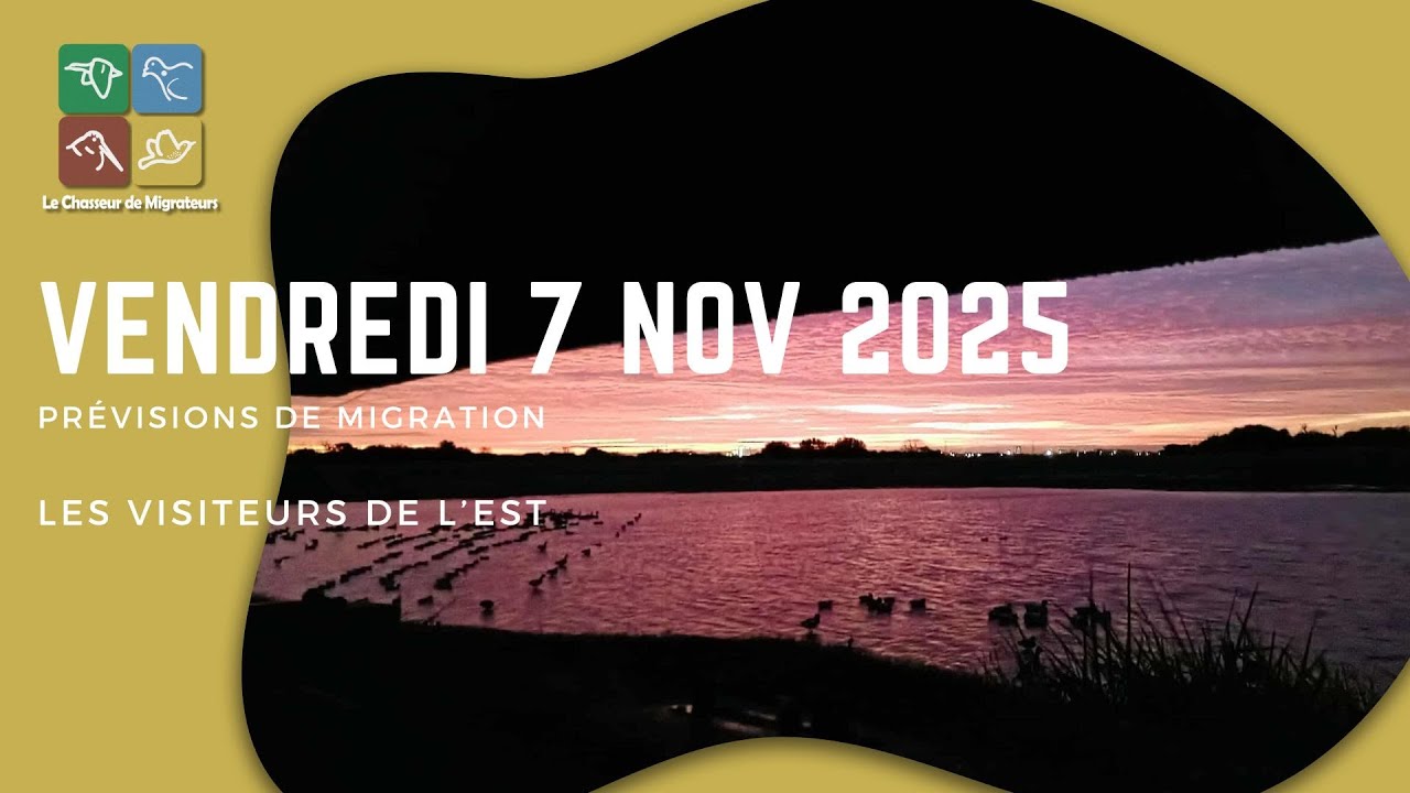 Pr&eacute;visions de migration du 07 novembre 2025 : Les visiteurs de l&rsquo;Est