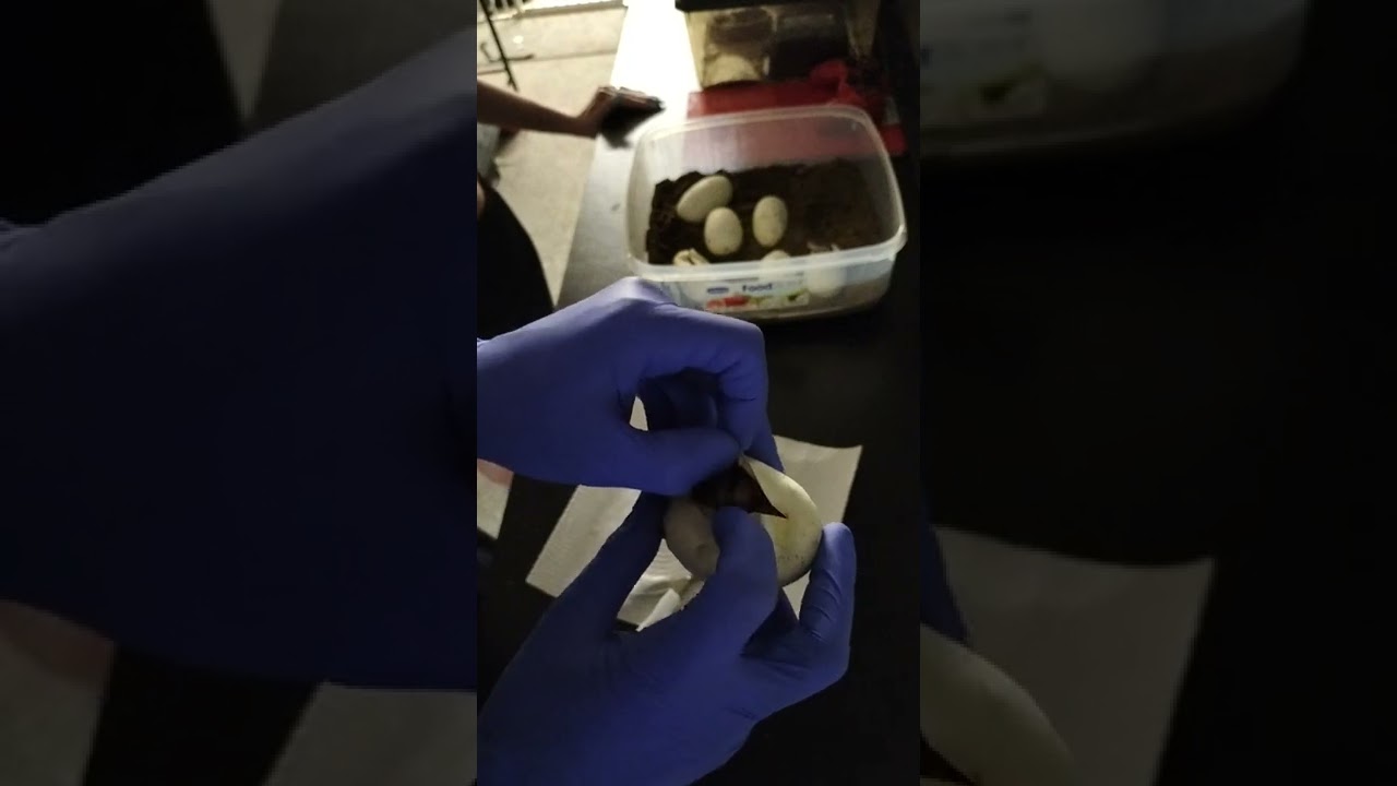 ball python egg cutting day 53