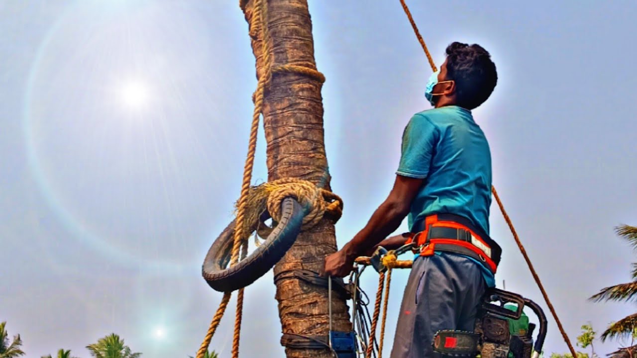 சபரிநாதன் தென்னை மரம் வெட்டும் வேலை பட்டுக்கோட்டை 8072635013